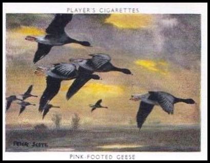 13 Pink Footed Goose